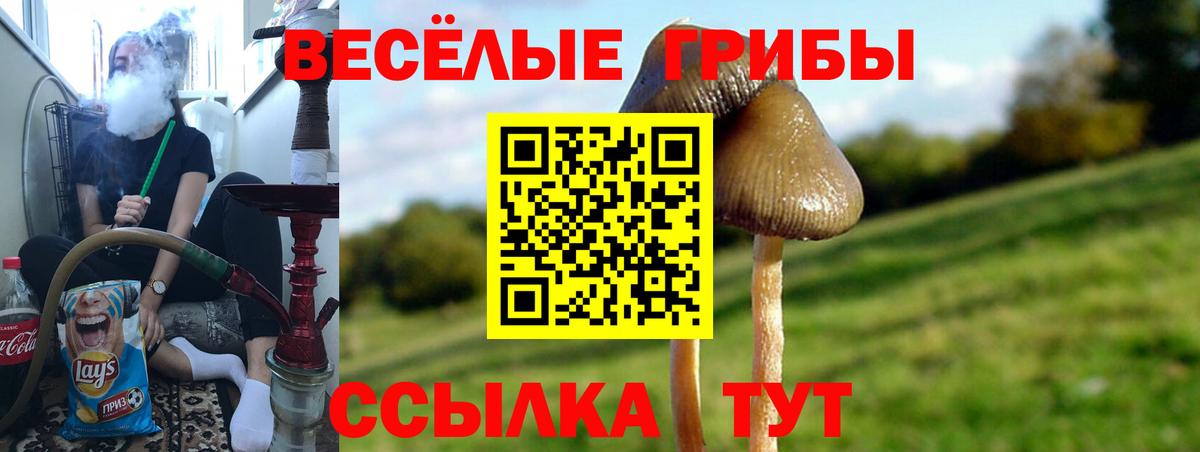 Богородицк  Псилоцибиновые грибы мухоморы  Вход с VPN 